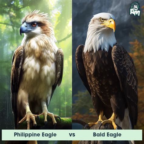 philippine eagle drawing|Bald Eagle vs Philippine Eagle .